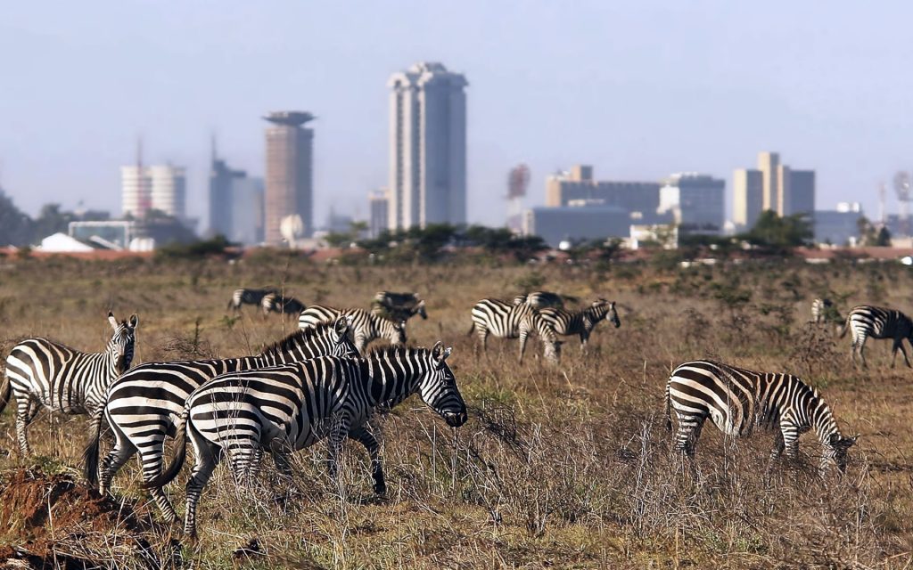 1 Day Nairobi National Park Tour