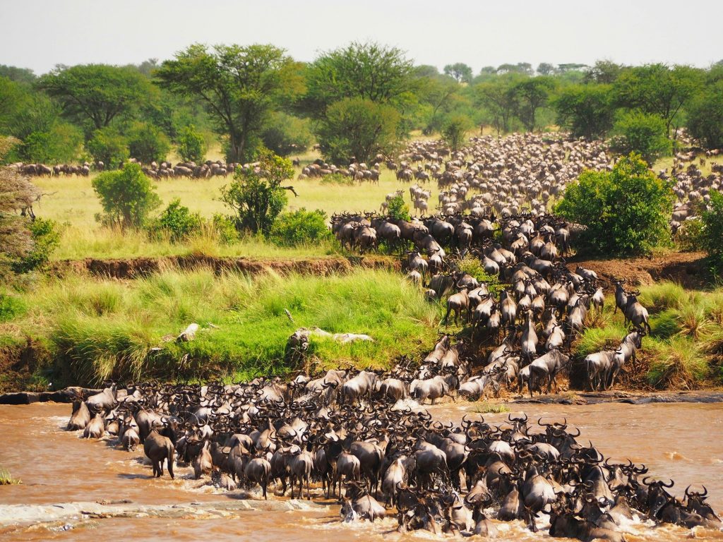 3 Days Maasai Mara Safari Offers