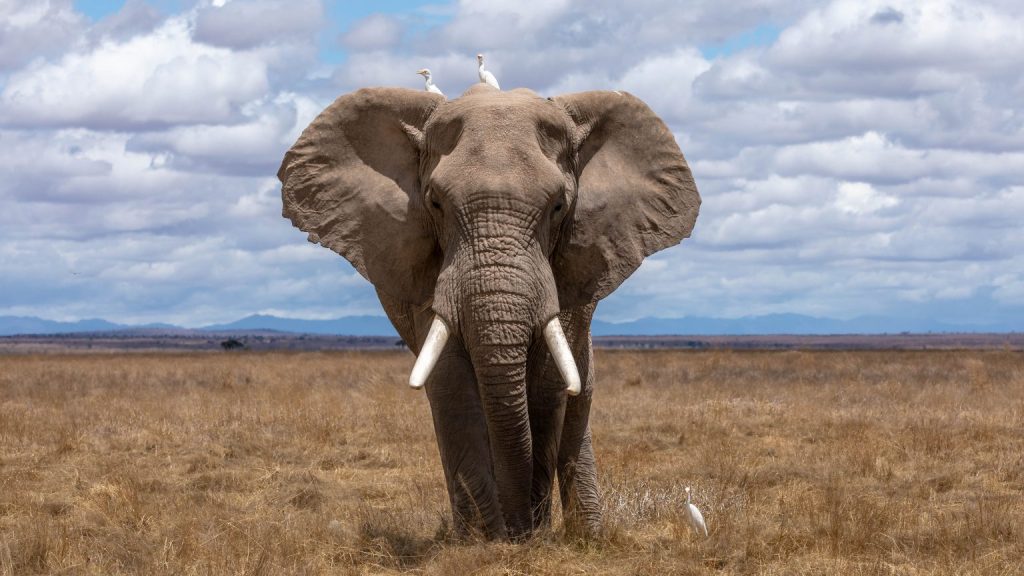 3 Days Amboseli National Park Safari