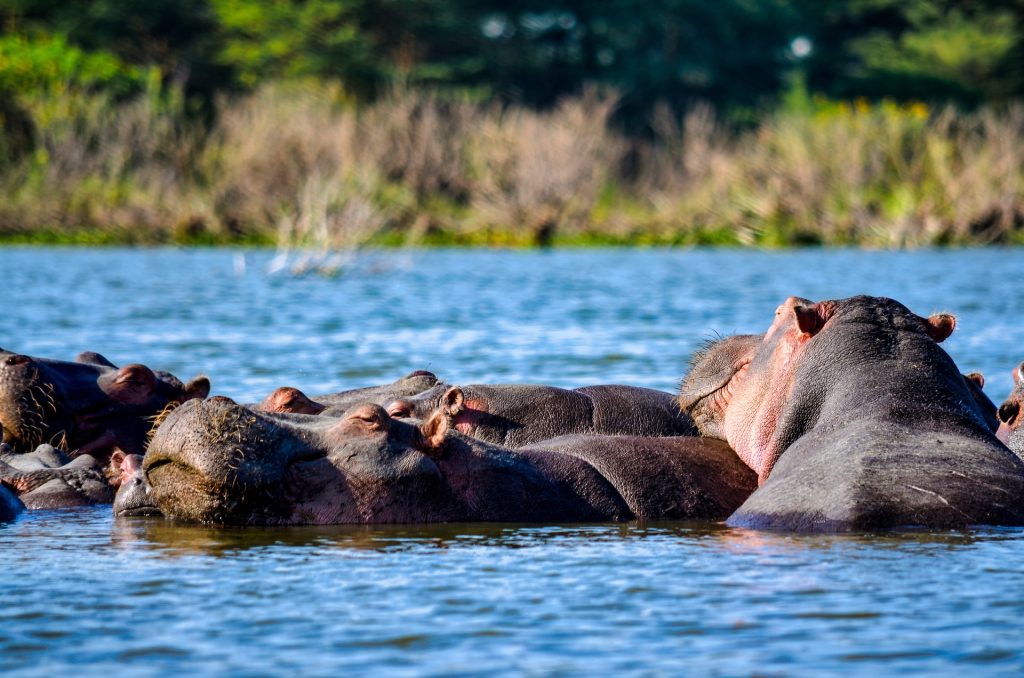1 Day Lake Naivasha With Boat Ride
