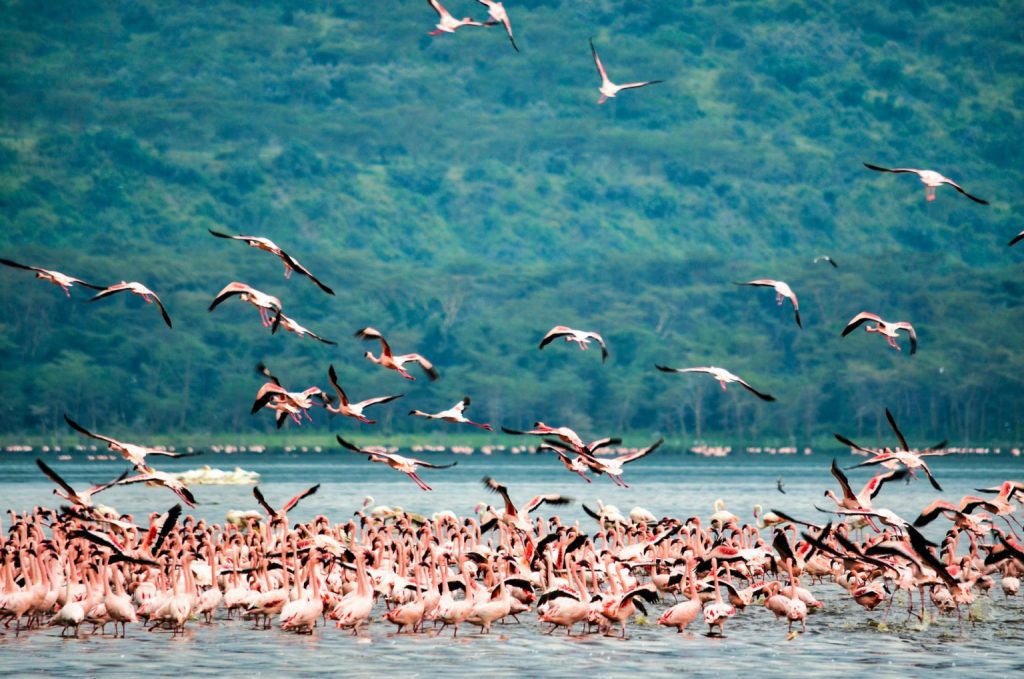 1 Day Lake Nakuru Safari