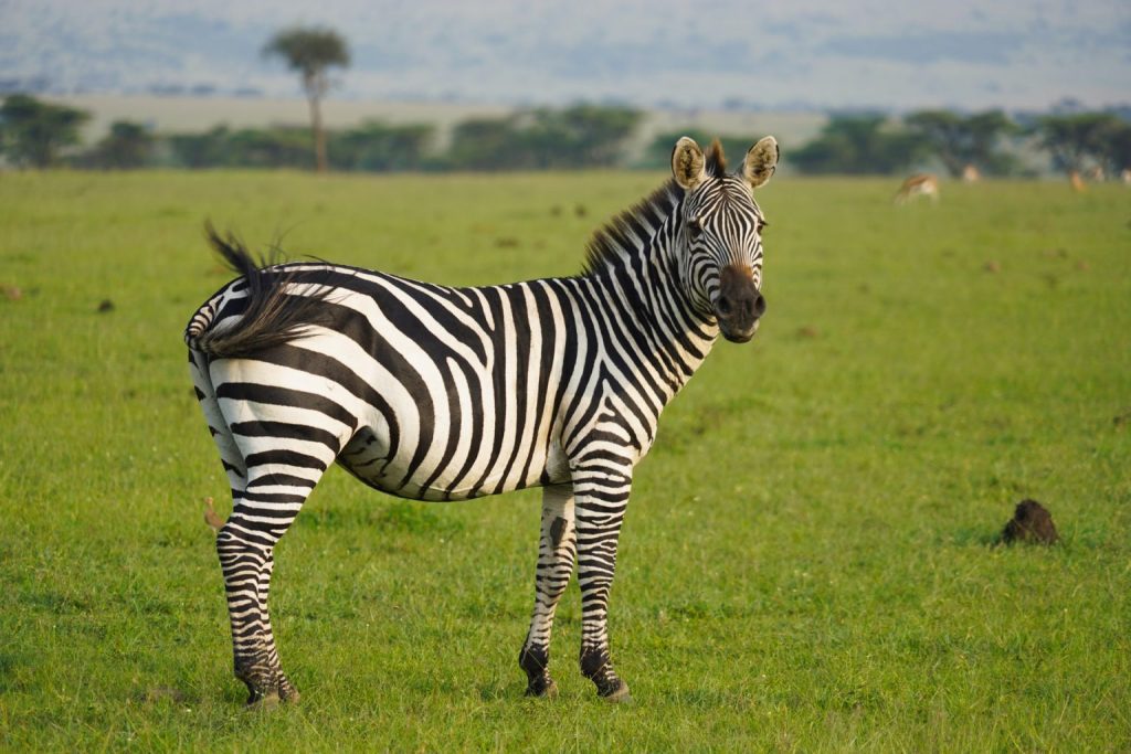 6 Days Masai Mara, Lake Nakuru, Amboseli Safari