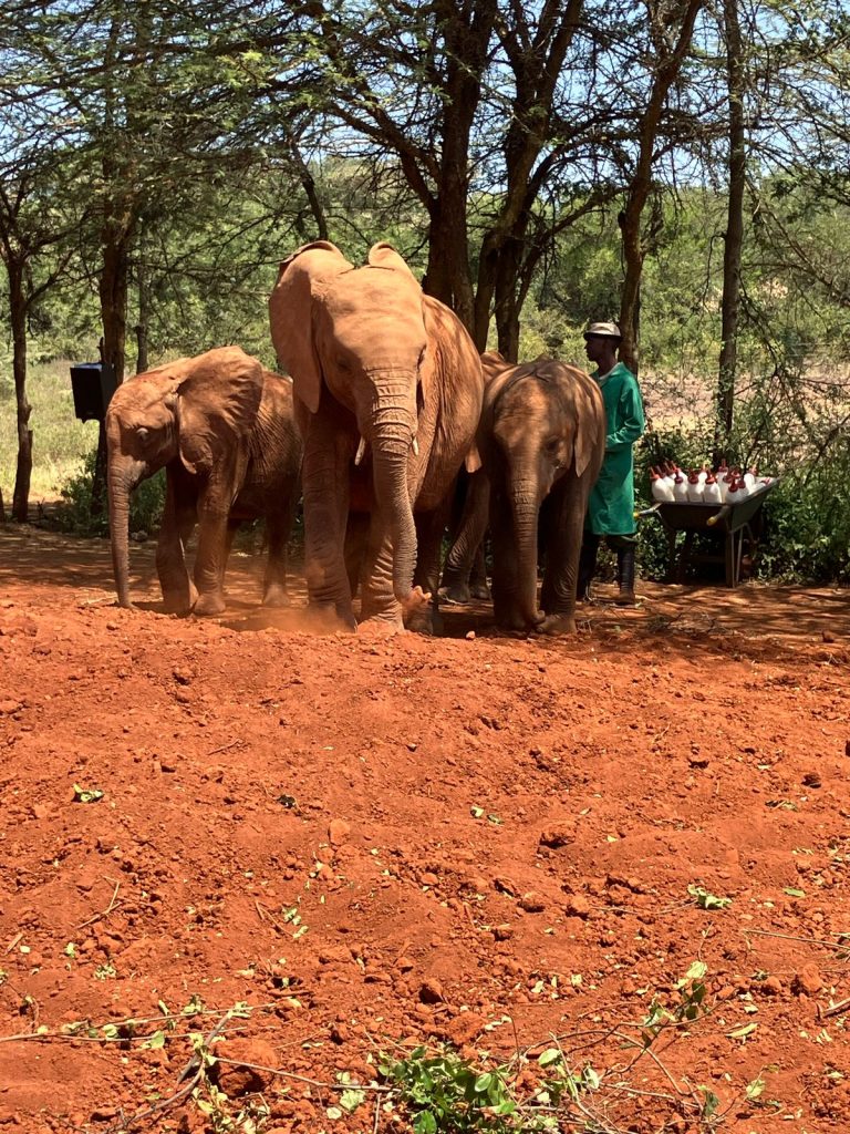 1 Day Sheldrick Elephant Orphanage