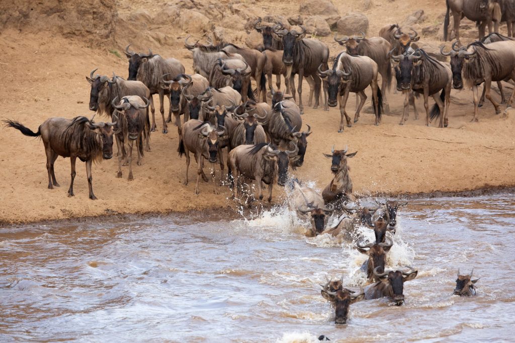 Wildebeest crossing a river during the Great Migration in Maasai Mara, Kenya