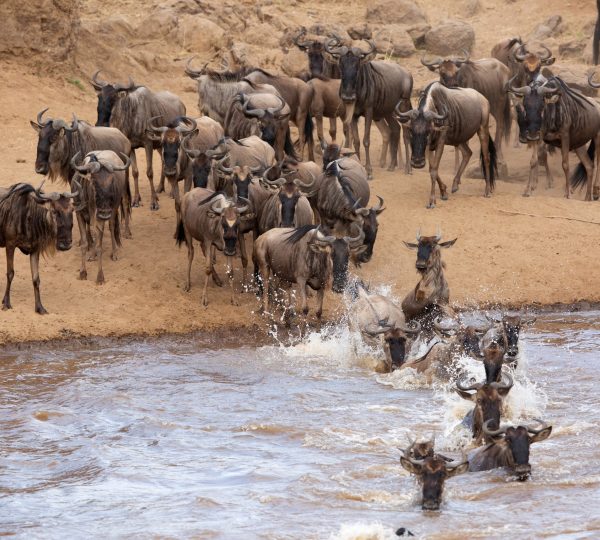 Wildebeest crossing a river during the Great Migration in Maasai Mara hotspot