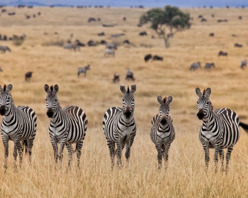 Top 10 Animals you can see on a Kenyan safari  (2026 Guide)