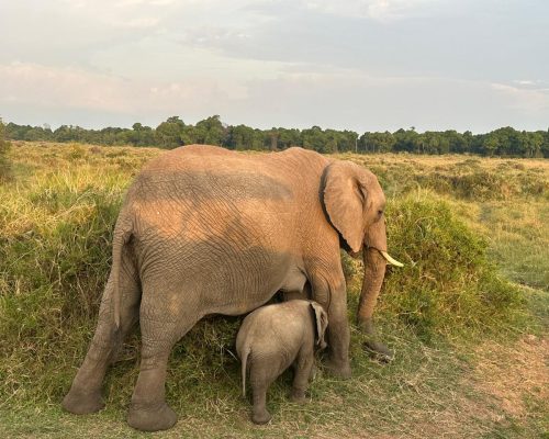 Affordable Kenya Safari Packages – Explore Magical Kenya on a Budget