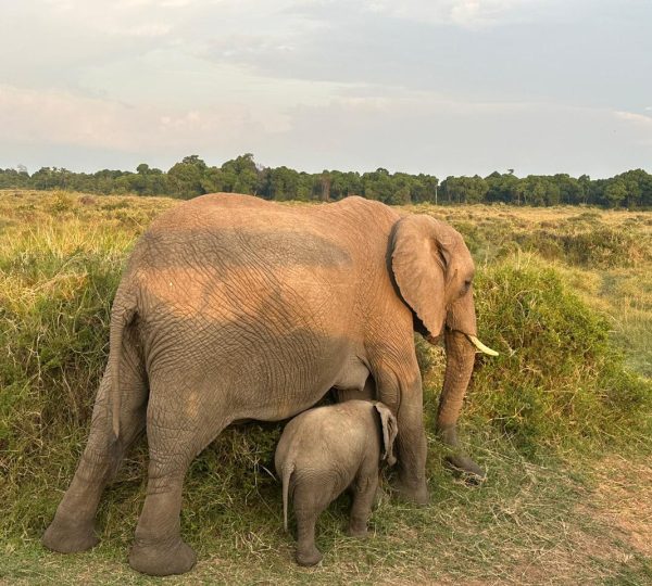 lEephants in Kenya’s savannah during an affordable safari with Mantra Booking Agencies.