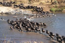 Wildebeest Migration Safari in Kenya with lions hunting on the Masai Mara plains